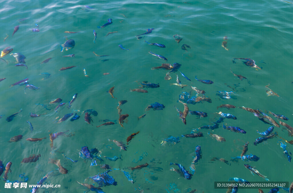 海中群鱼畅游