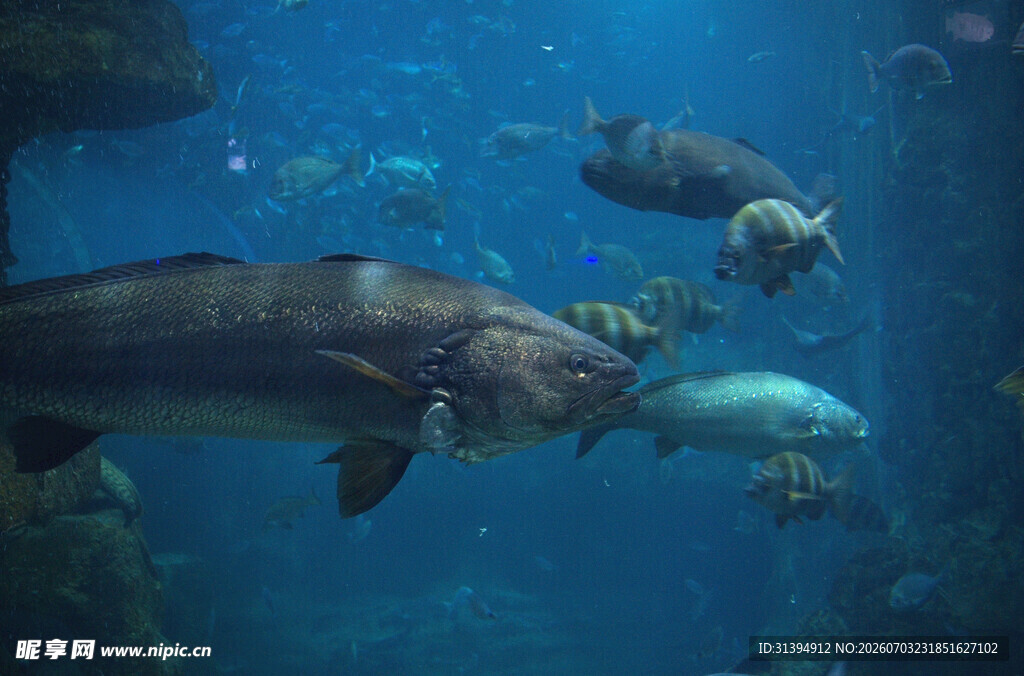 水族馆中畅游的多样鱼类