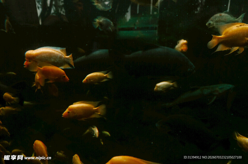水族馆内多彩鱼类群游