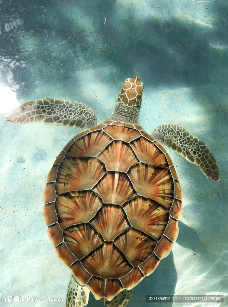 水中的斑斓海龟