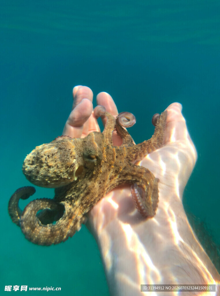 手托海中章鱼与海星