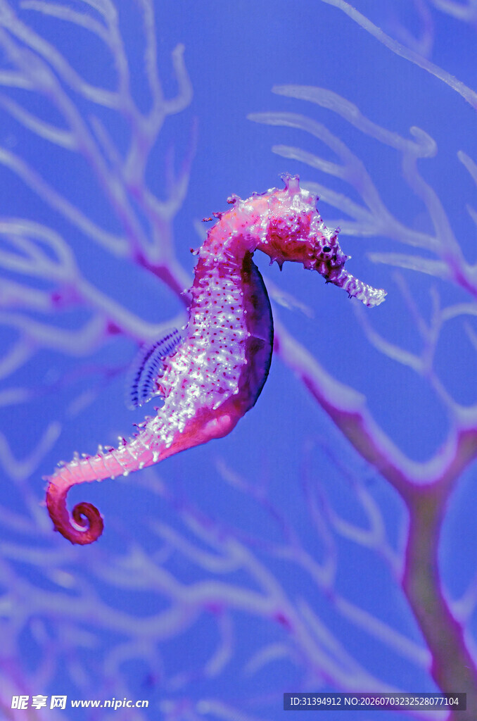 梦幻粉色海马在蓝背景中
