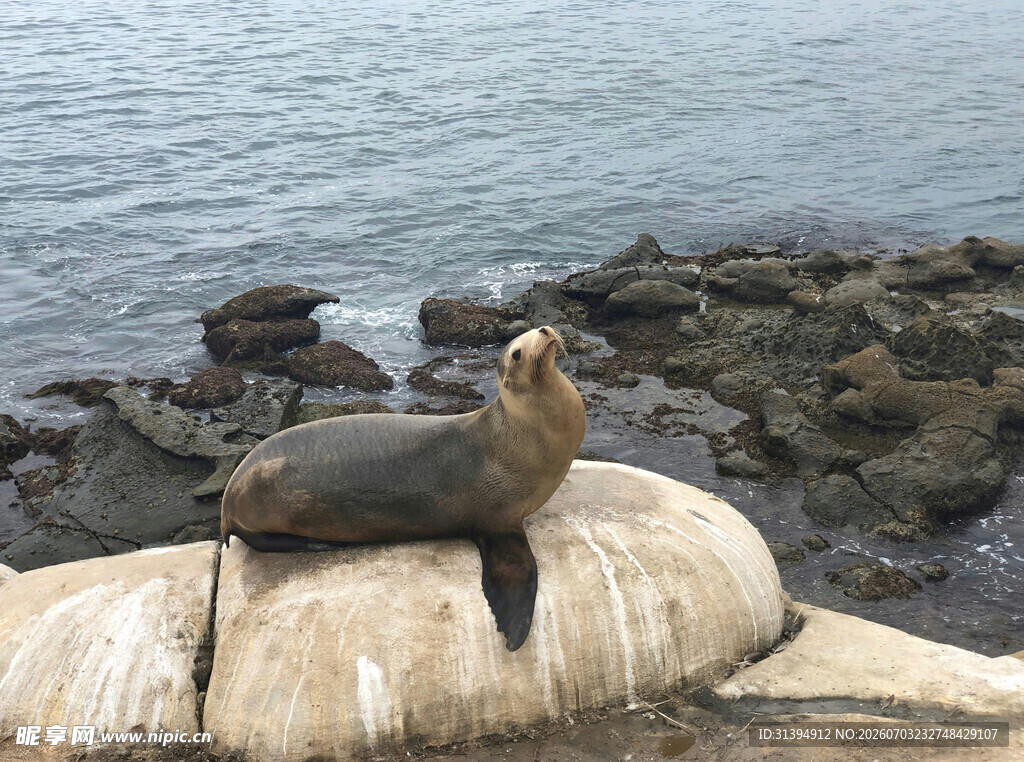 岩石上休憩的海狮