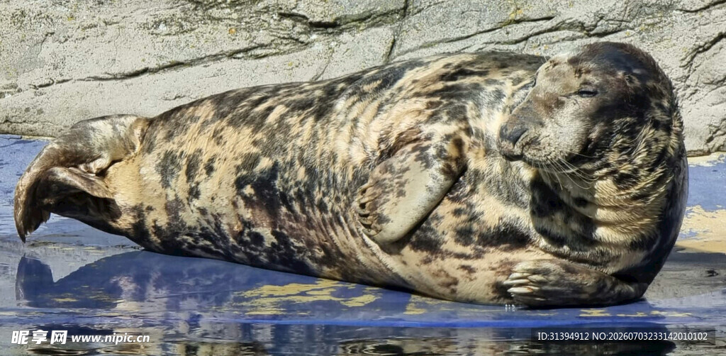 海豹在冰面休憩