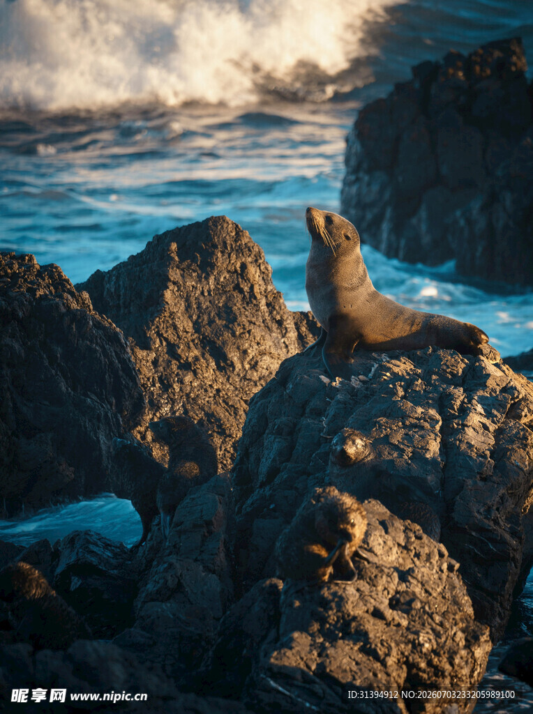 岩石上的海狮眺望海洋