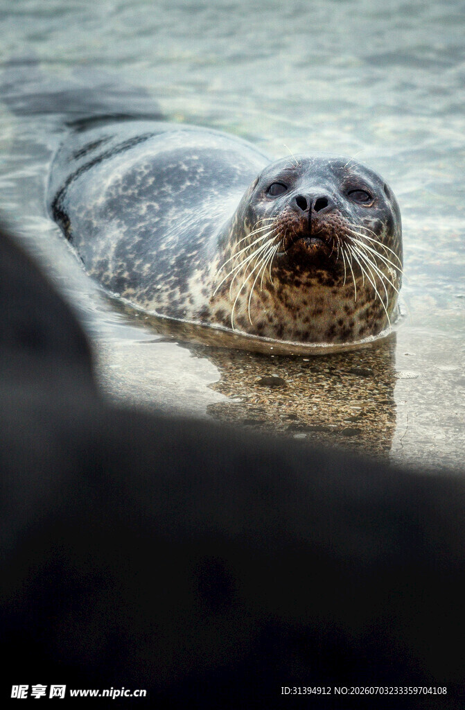 水中海豹特写
