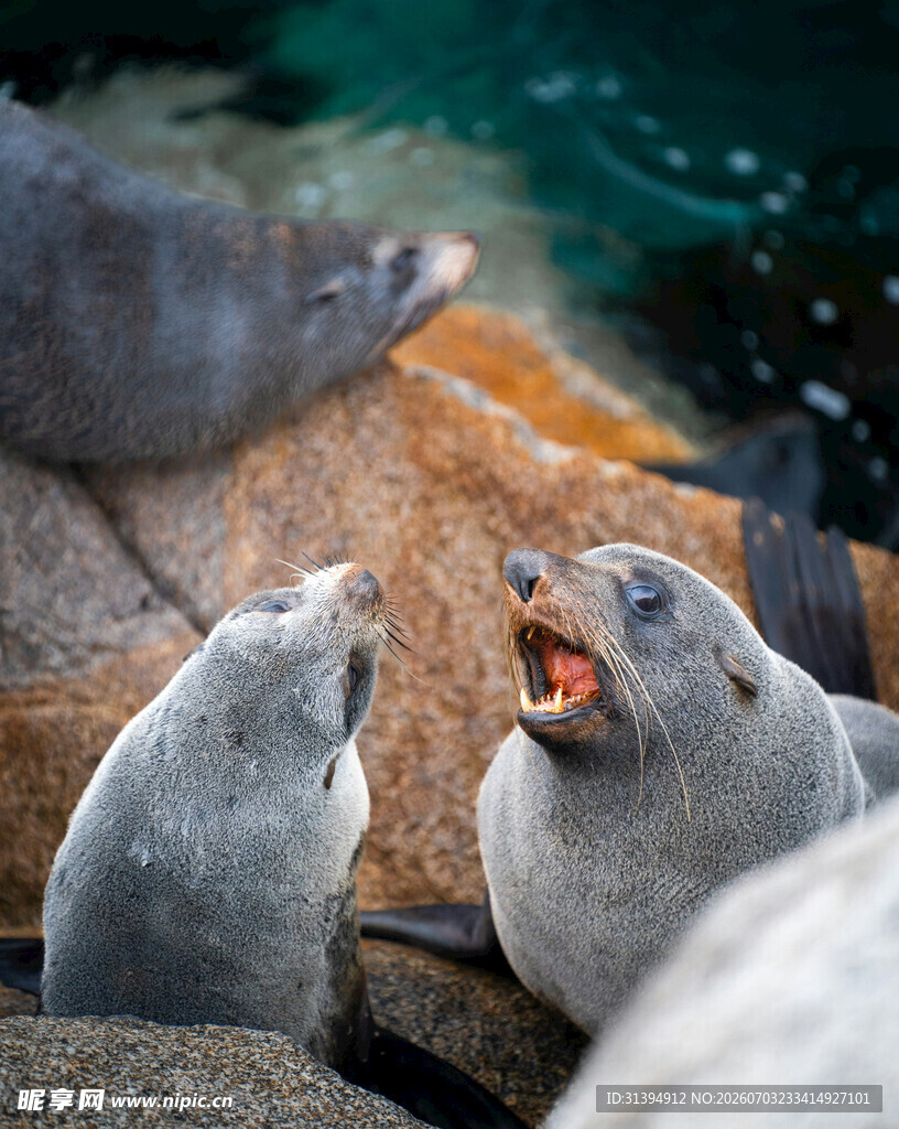 海狮互动瞬间