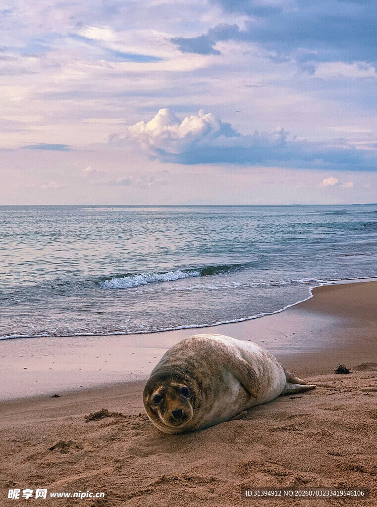 沙滩上休憩的海豹