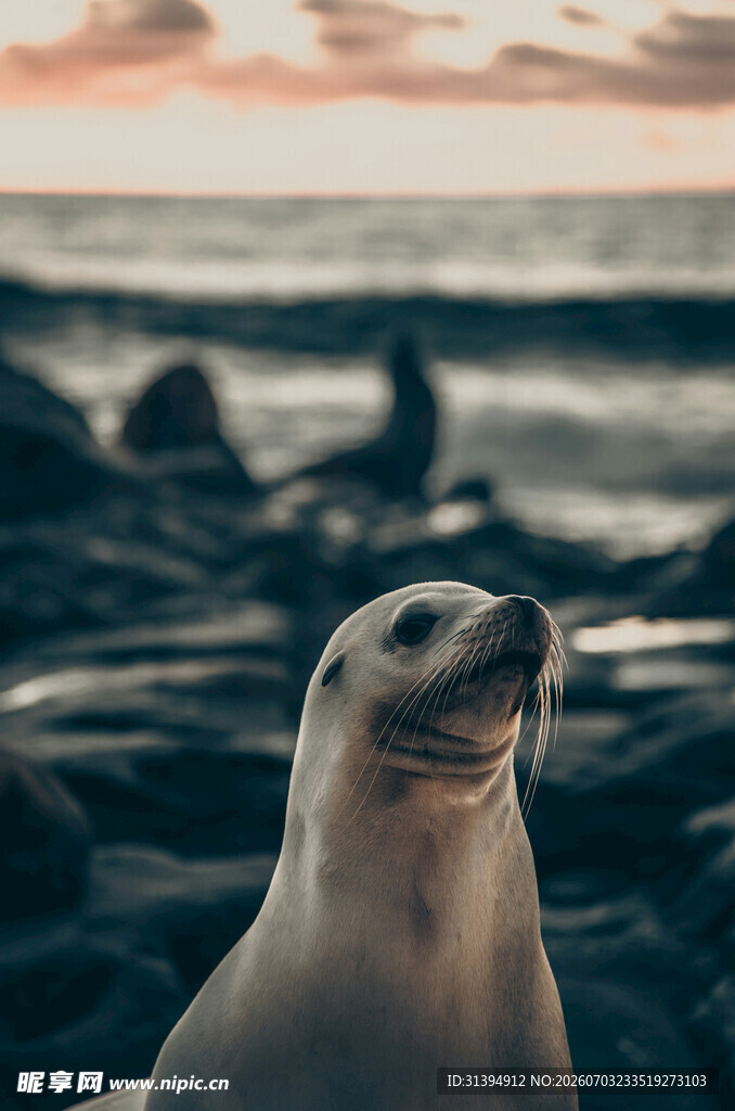 海边的可爱海豹