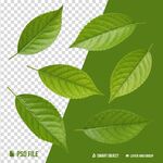 绿叶素材合集