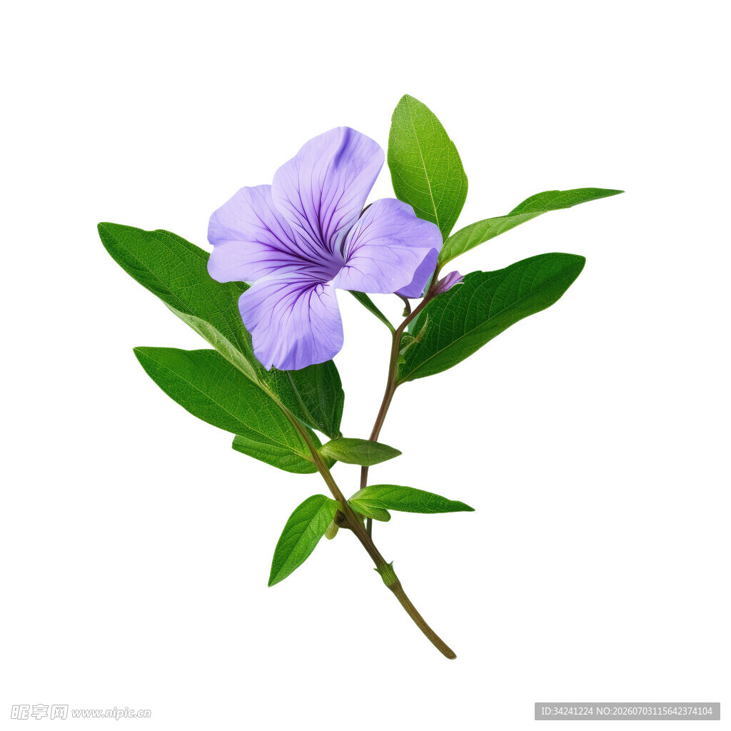 紫色单花带绿叶特写
