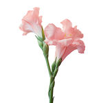 粉色优雅唐菖蒲花束