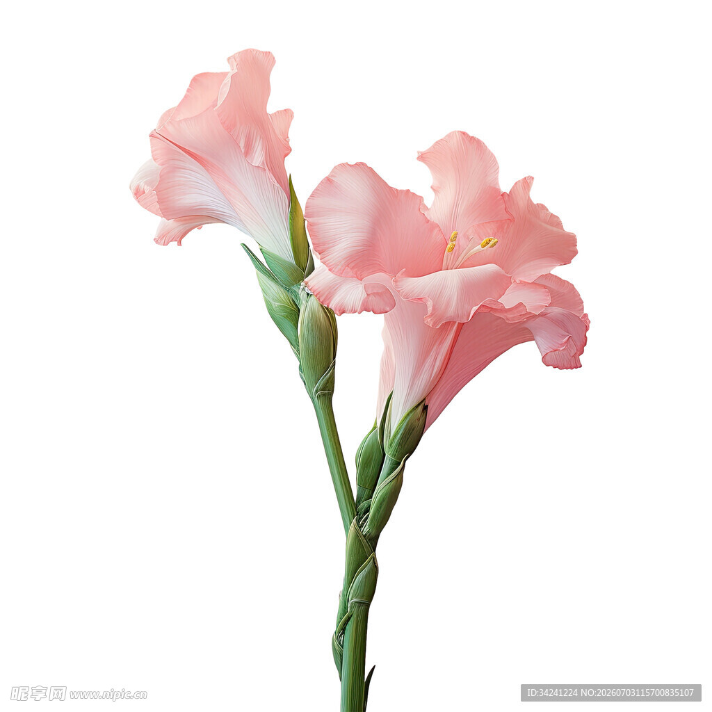 粉色优雅唐菖蒲花束