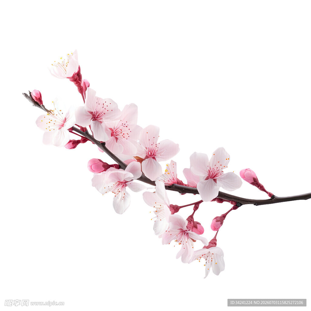 一枝粉嫩绽放的美丽桃花