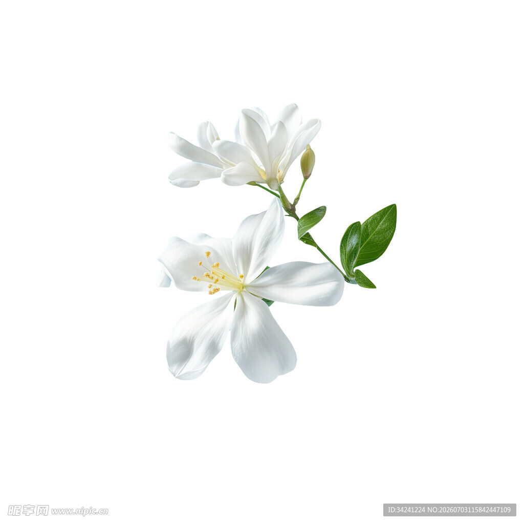洁白茉莉花绽放