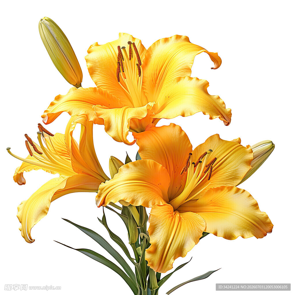 金黄百合花绽放