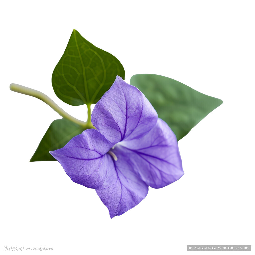 紫色牵牛花特写