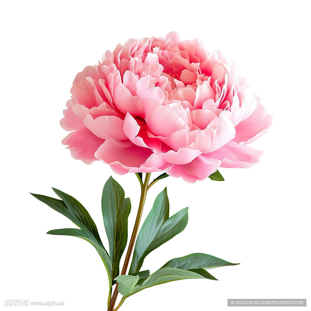娇艳粉色牡丹花