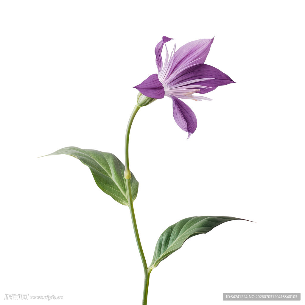 紫色单朵花卉特写