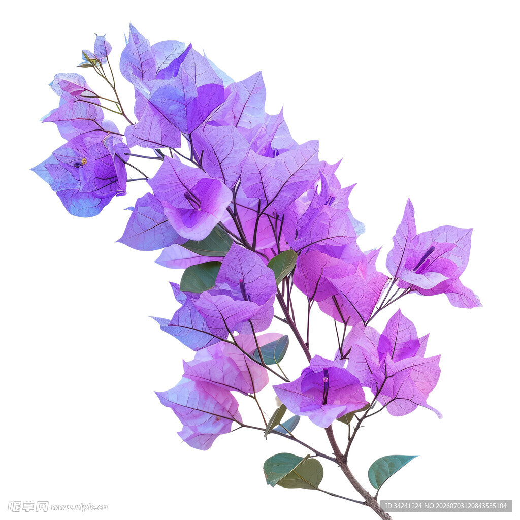 紫色三角梅花卉特写