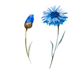 蓝色矢车菊花朵水彩画