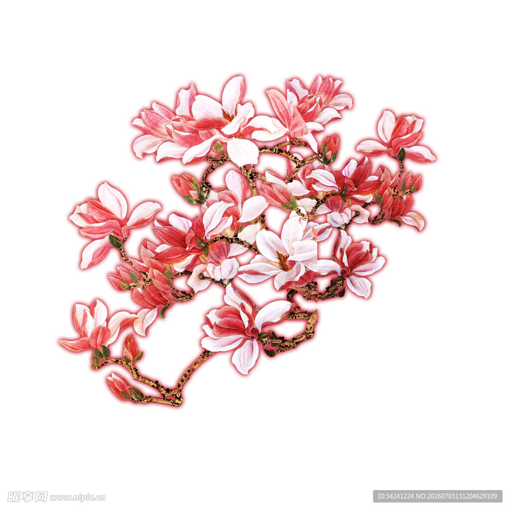 粉色玉兰花枝插画