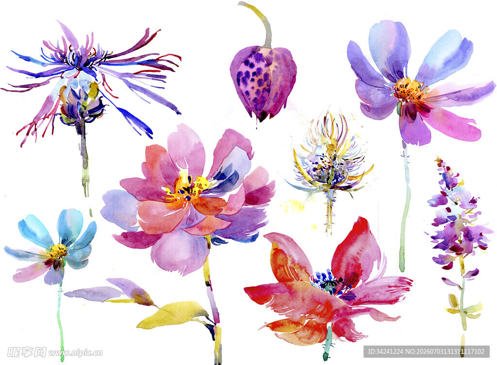 手绘多彩花卉插画