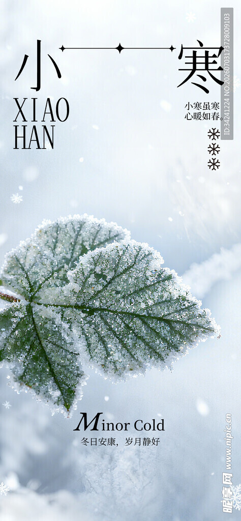 小寒节气带雪绿叶景象