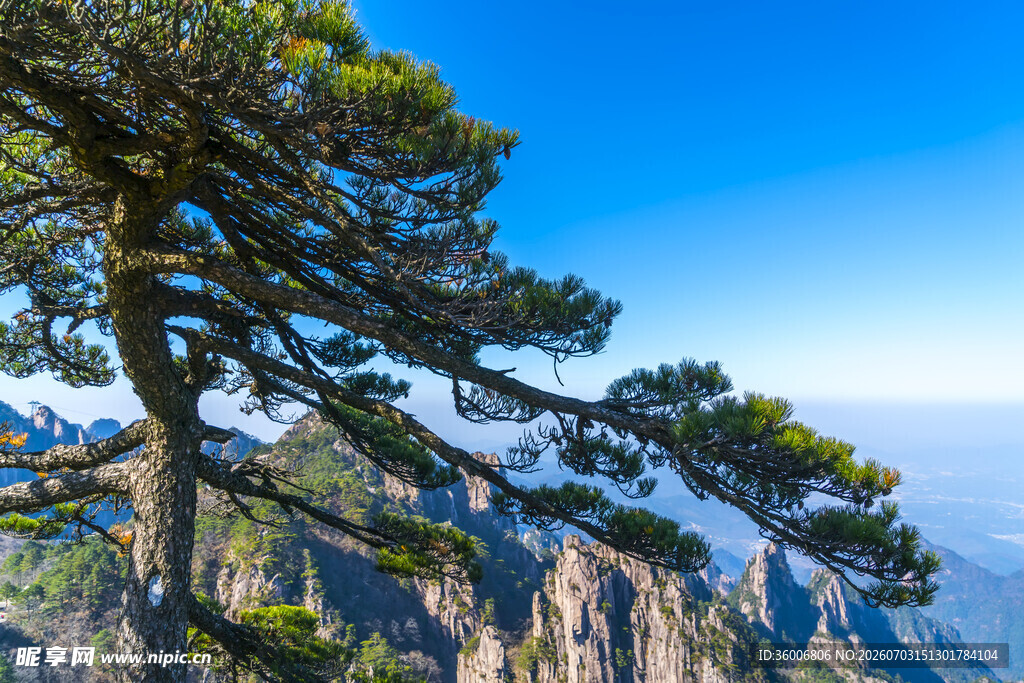 黄山奇松傲立壮美山峦