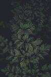 深绿背景下的繁茂植物