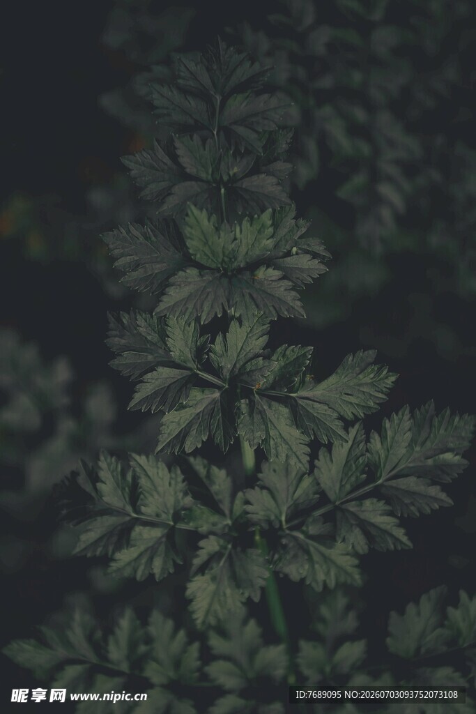 深绿背景下的繁茂植物