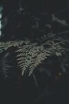 蕨类植物叶片特写