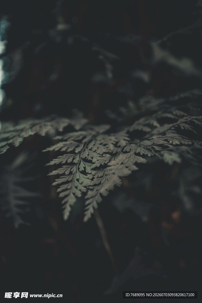 蕨类植物叶片特写