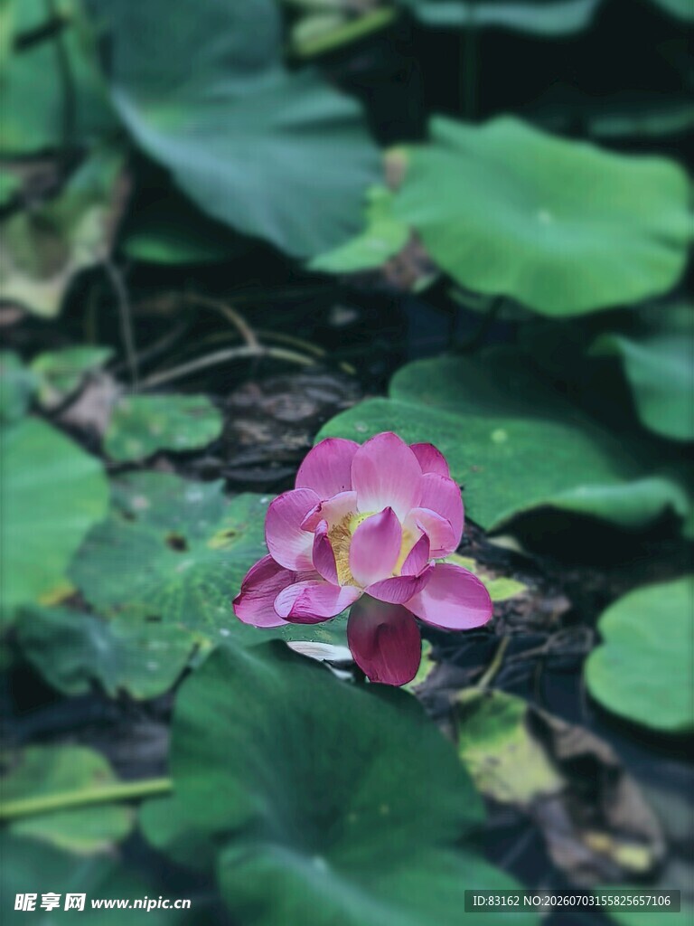 娇艳荷花绽放于绿叶间