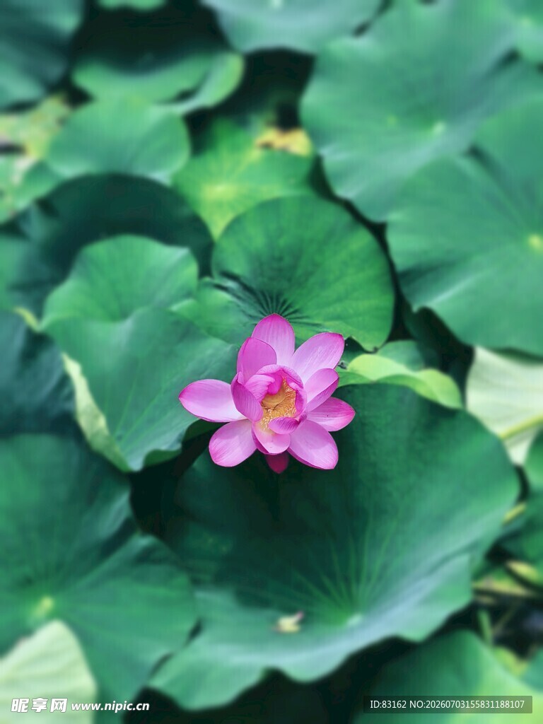 粉色荷花绽放于绿叶间
