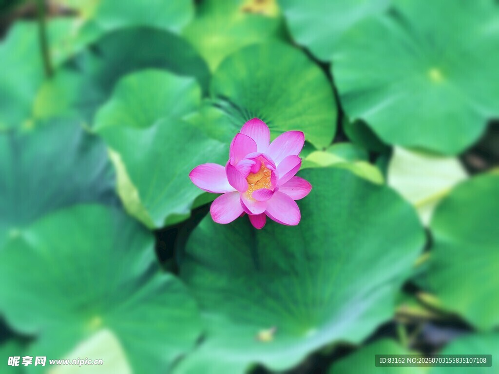 粉色荷花绽放于绿叶间