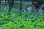 荷花荷叶  