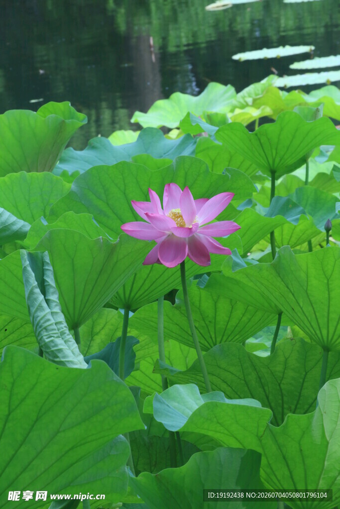 荷花荷叶 