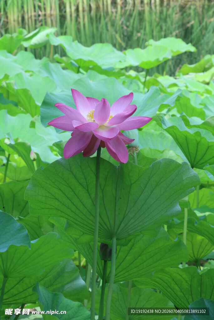 荷花荷叶 