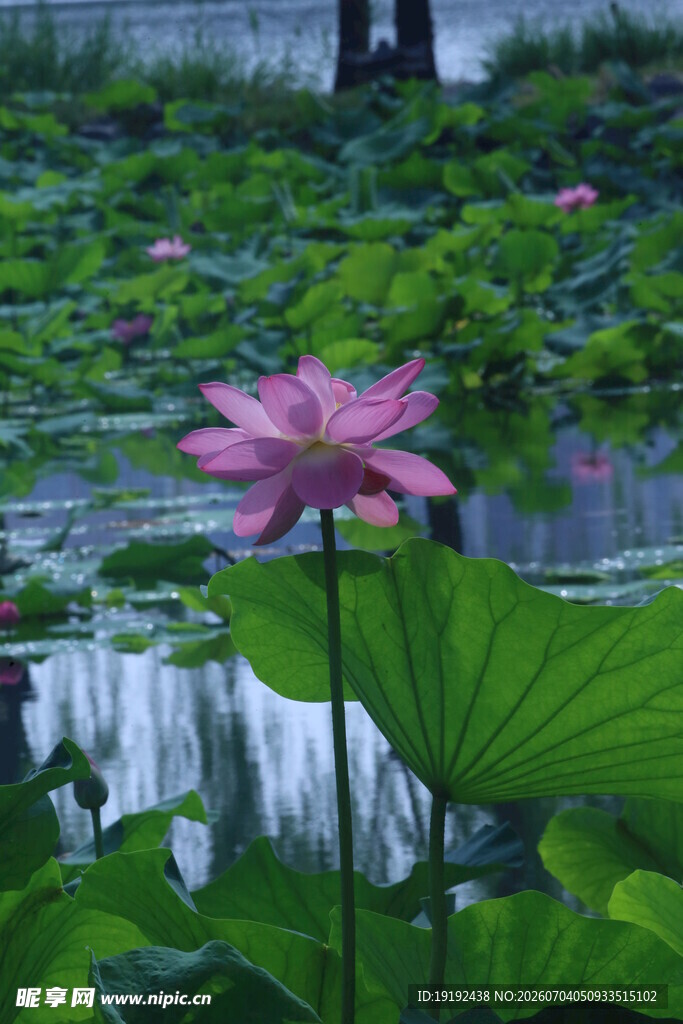 荷花荷叶 