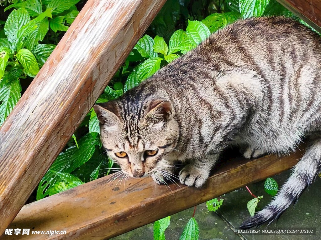 猫