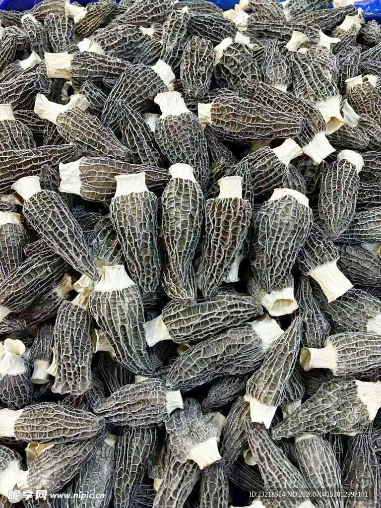 羊肚菌