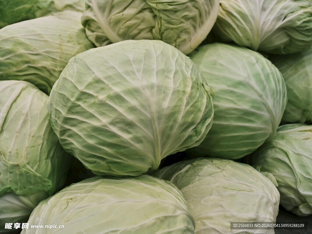 一堆新鲜卷心菜