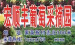 葡萄采摘园