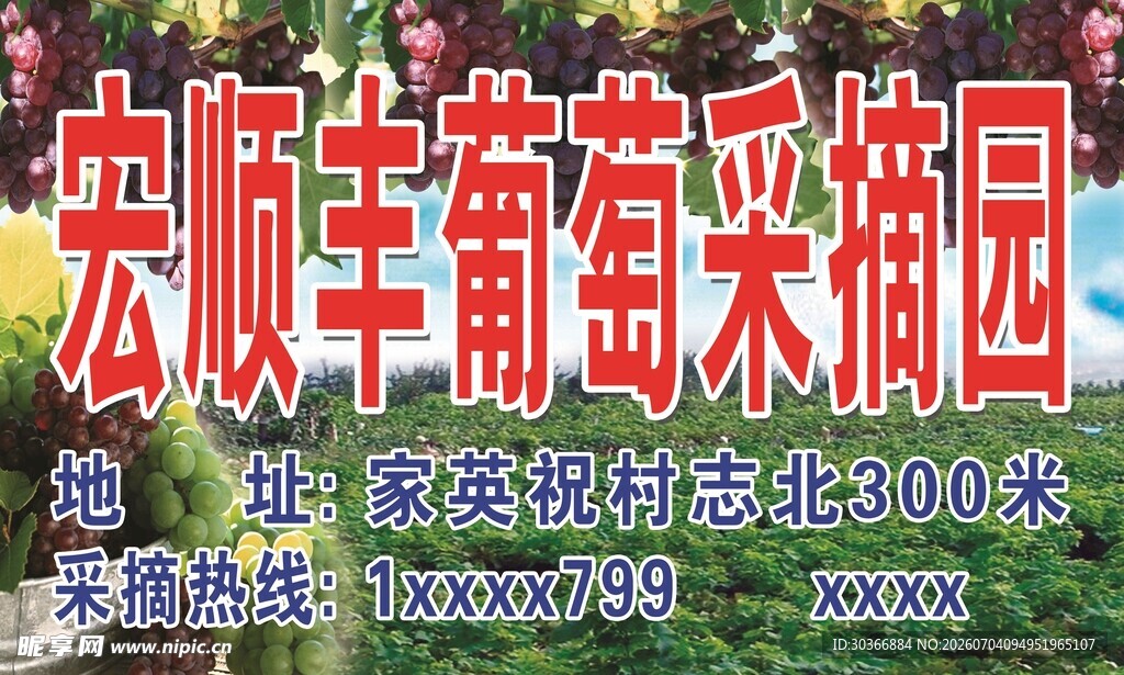 葡萄采摘园