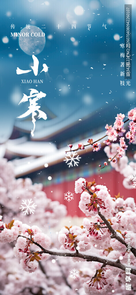 小寒时节绽放的美丽樱花