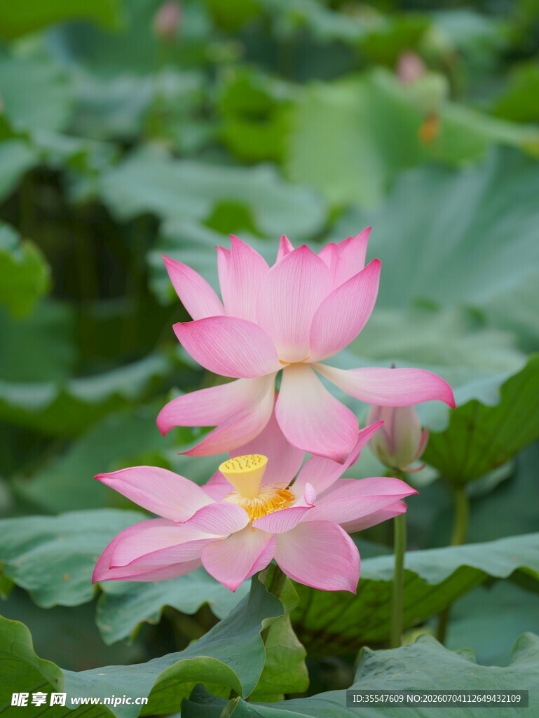 两朵娇艳盛开的粉色荷花