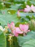 粉色荷花绽放于绿叶间