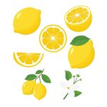 柠檬插画合集