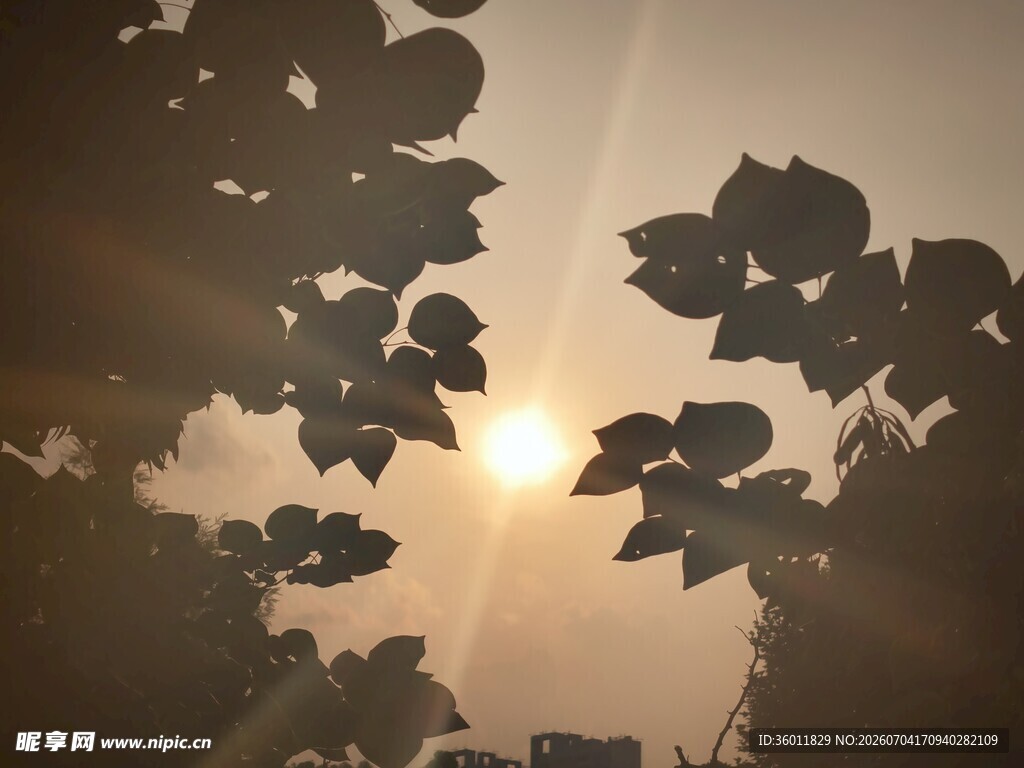 夕阳透过树叶的美丽景象